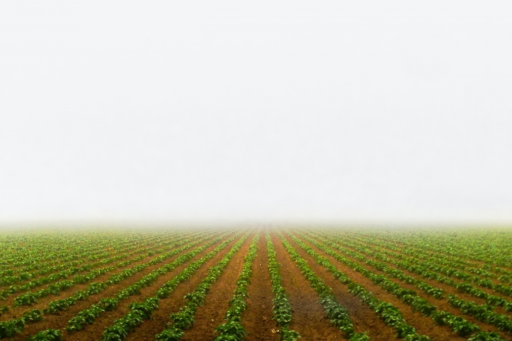 crop field